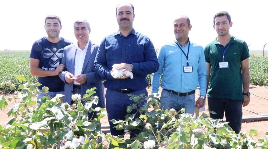 &Ccedil;ift&ccedil;i, yerli tohumla &uuml;retilen pamuk hasadına katıldı