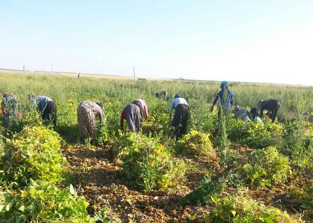 Niğde'de fasulye hasadı başladı