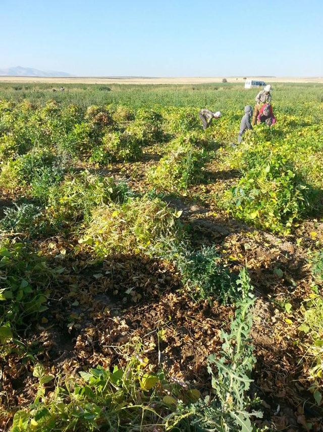 Niğde'de fasulye hasadı başladı