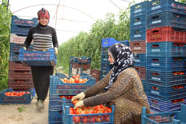 Bu köyde yılda 44 milyonluk domates üretiliyor