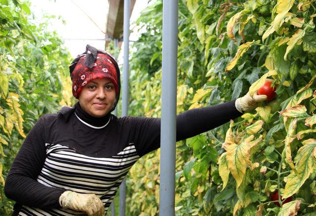 Bu köyde yılda 44 milyonluk domates üretiliyor