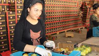 Bu köyde yılda 44 milyonluk domates üretiliyor