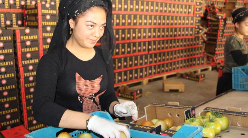 Bu köyde yılda 44 milyonluk domates üretiliyor