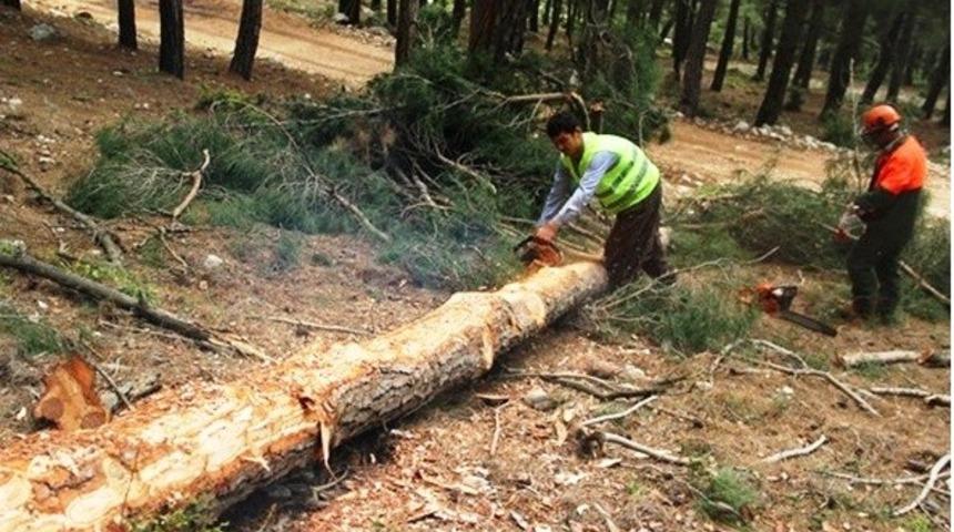 Adana Orman B&ouml;lge M&uuml;d&uuml;rl&uuml;ğ&uuml; &uuml;retim ve satış hedeflerini aştı