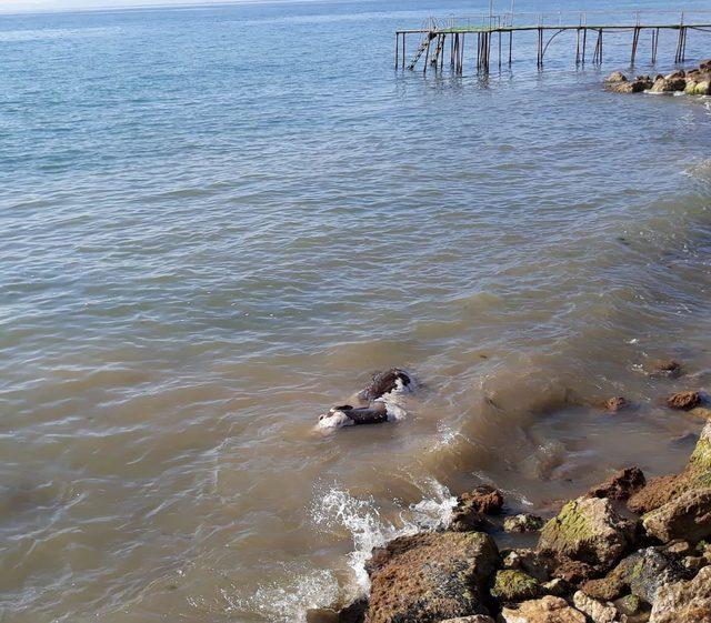 Şarköy'de deniz kenarında hayvan ölüsü bulundu