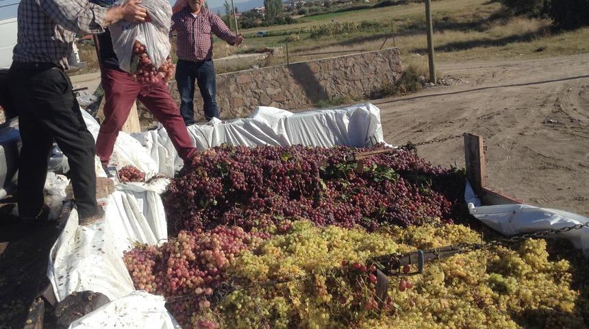 Alaşehir'de sumalık üzüm fiyatları üreticinin yüzünü güldürdü