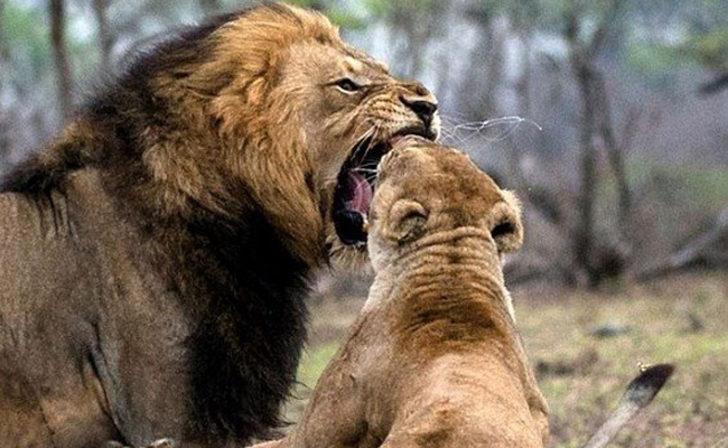 Leoparın avını kaçıran sırtlan G1