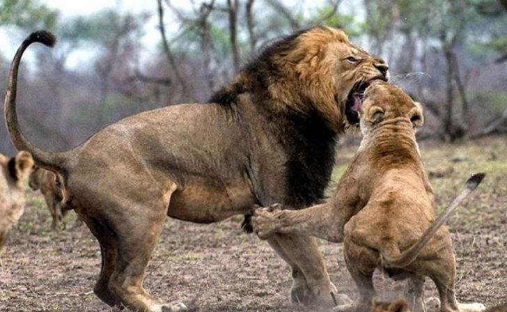 Leoparın avını kaçıran sırtlan G2