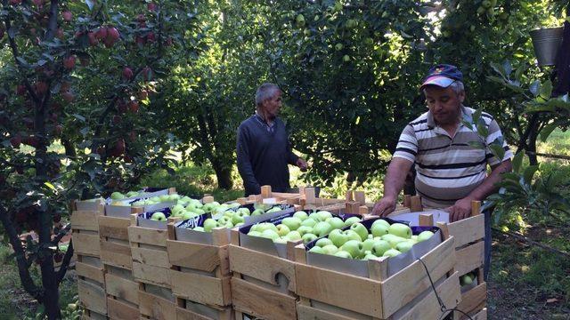 ‘Elmanın Başkenti’ Eğirdir’de 300 bin ton üzeri rekolte beklentisi
