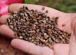 Yerli tohum için önemli adım! Ve ilk hasat gerçekeşti