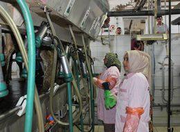 İŞKUR, Suriyelilere süt sığırı yetiştiriciliğini öğretiyor