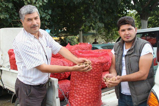 Üretici, cevizini kendi pazarında satıyor