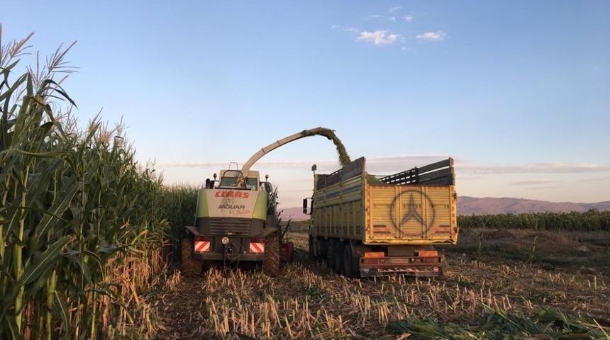 Pasinler’de Sılajlık Mısır hasatı başladı