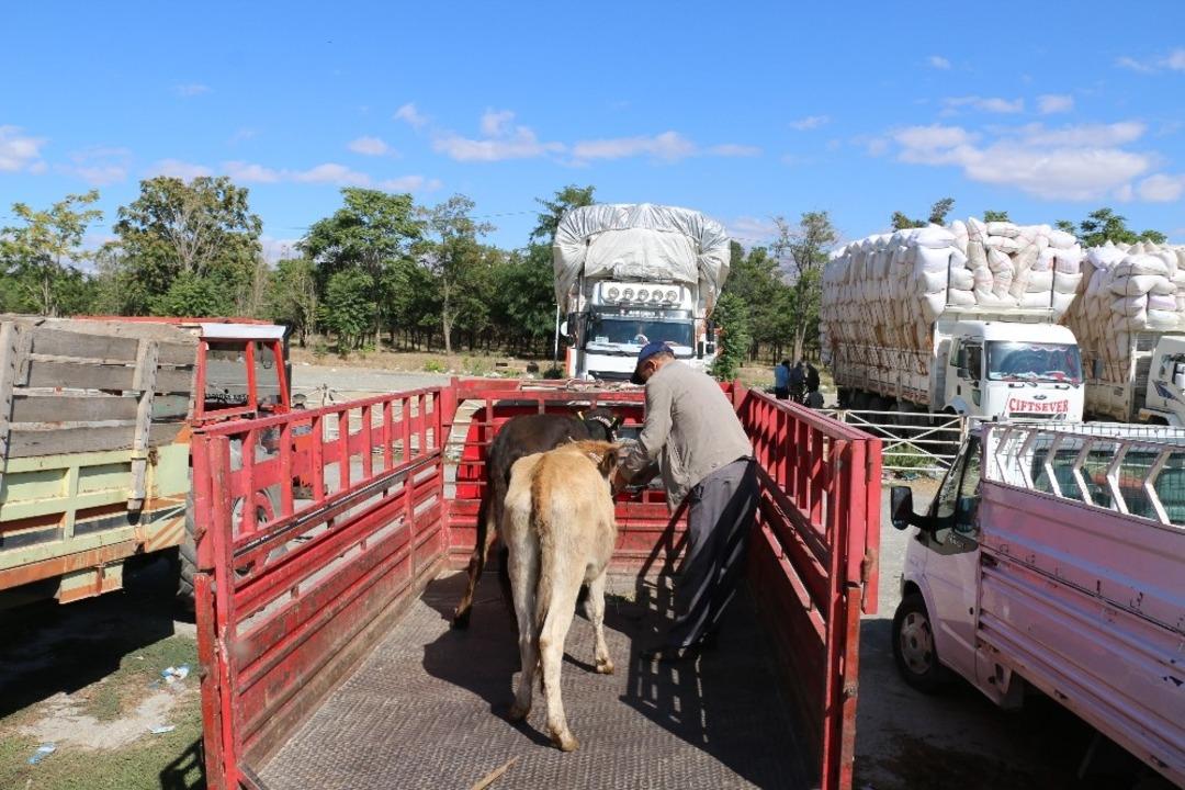 Erzincan&rsquo;da gen&ccedil; &ccedil;ift&ccedil;ilere b&uuml;y&uuml;kbaş hayvan dağıtımı yapıldı