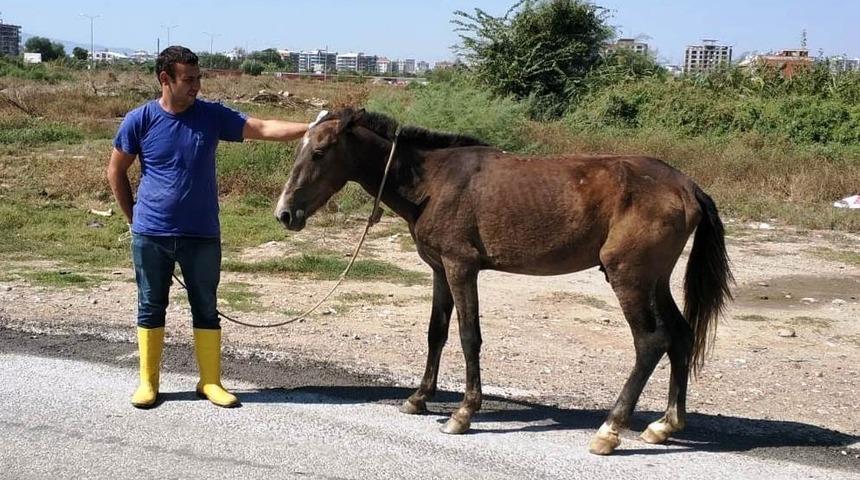 Yaralı ata Aydın B&uuml;y&uuml;kşehir sahip &ccedil;ıktı