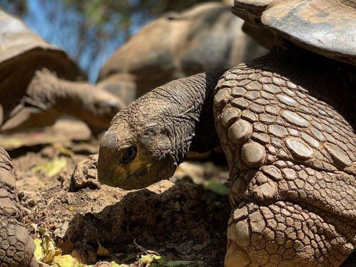 İşte iPhone Xs ile çekilen ilk kareler  G3