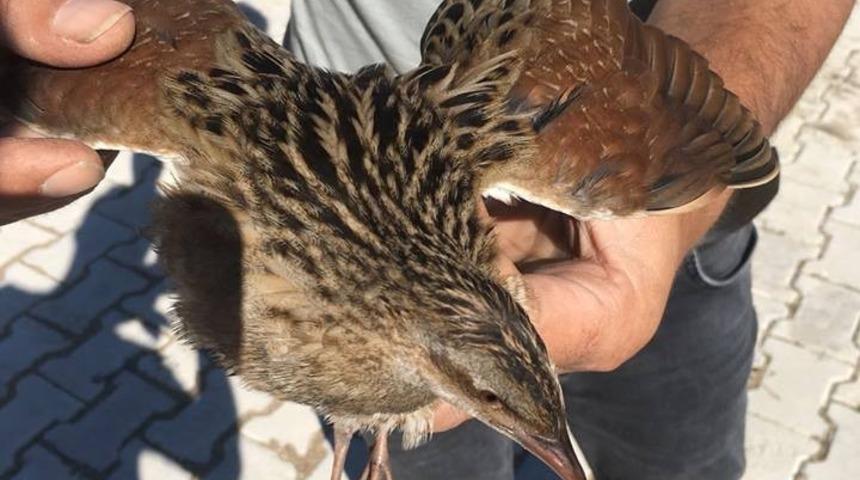 Yaralı Bıldırcın tedavi altına alındı