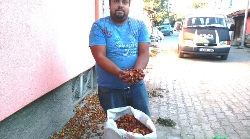 Elma kurusu fiyatları y&uuml;kseldi