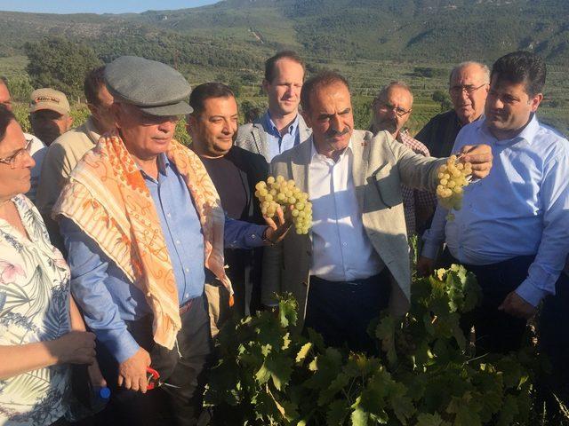 Selçuk’ta üzüm festivali coşkusu