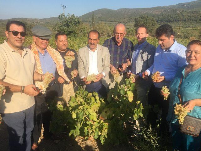 Selçuk’ta üzüm festivali coşkusu