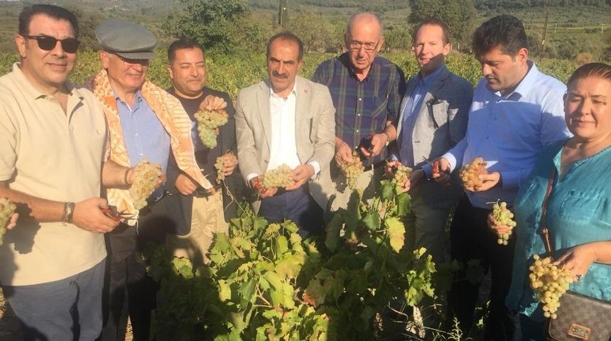 Selçuk’ta üzüm festivali coşkusu