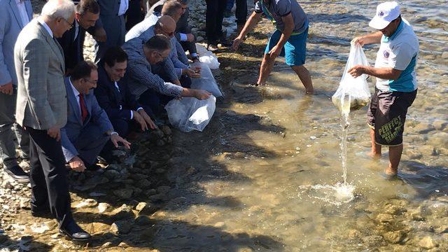 İznik Gölü’ne 500 bin yavru sazan bırakıldı