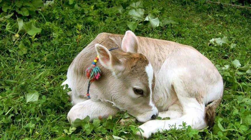 Ordu&rsquo;da 41 bin buzağı i&ccedil;in 23 milyon lira destek verilecek