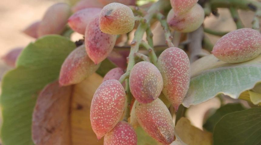 Fıstıkta rekolte d&uuml;şt&uuml;, fiyatlar y&uuml;kselebilir