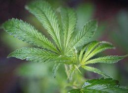 Coca-Cola kenevirli içecek pazarına girmeyi düşünüyor