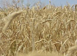 Silo undaki kayıpları yüzde 10 azaltıyor