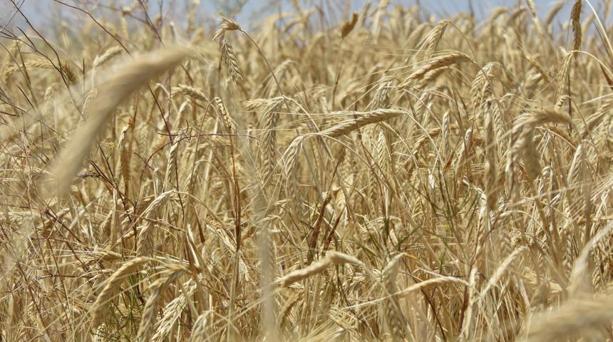 Silo undaki kayıpları yüzde 10 azaltıyor