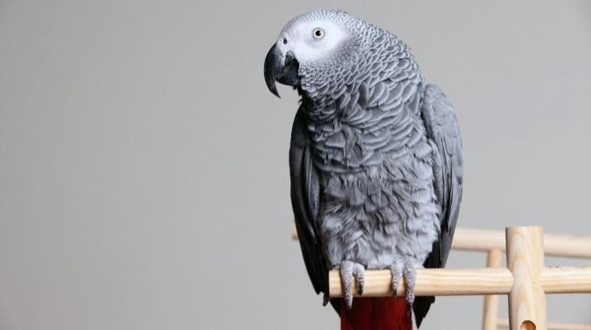 Kuveytli Kadın, Kocasının Kendisini Aldattığını Papağandan &Ouml;ğrendi!