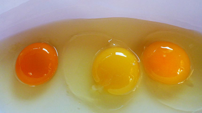 Sizce bu yumurtalardan hangisi sağlıklı bir tavuğa ait?