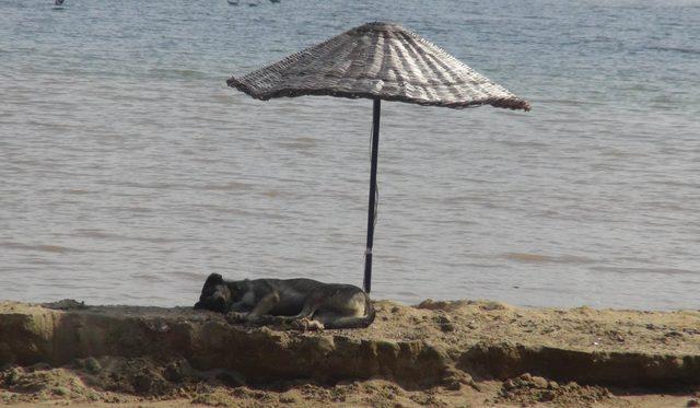 Köpek, plaj şemsiyesi altında uyudu