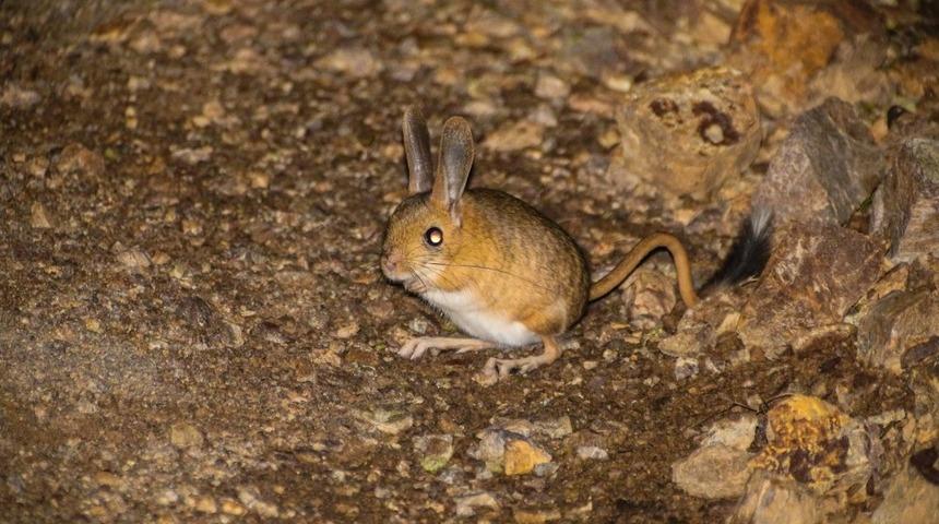 G&uuml;m&uuml;şhane&rsquo;de Arap Tavşanı g&ouml;r&uuml;nt&uuml;lendi