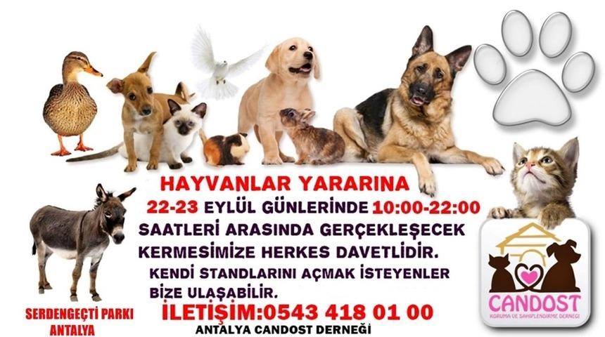 Antalya&rsquo;da sokak hayvanları yararına kermes d&uuml;zenlenecek