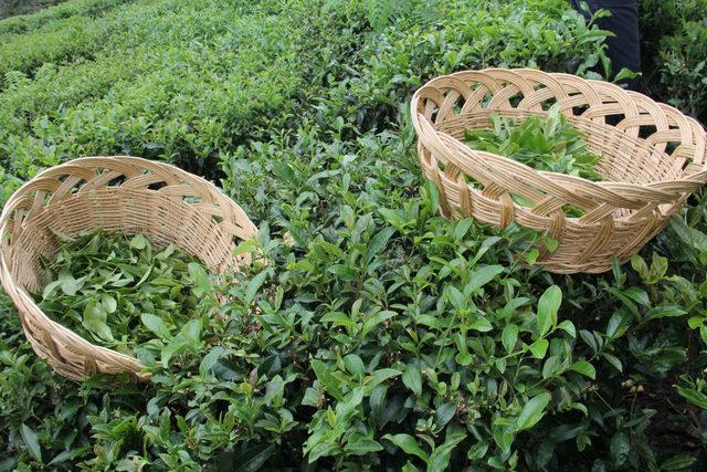 2,5 yapraklı organik yeşil çaya 'inovasyon' ödülü