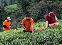 2,5 yapraklı organik yeşil çaya 'inovasyon' ödülü