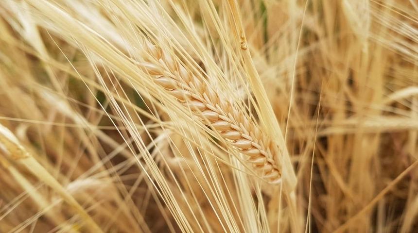 Kuraklık sigortasında &ouml;demeler başladı