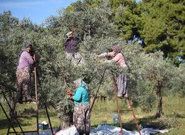 'Tavşan yüreği' zeytini tescillendi