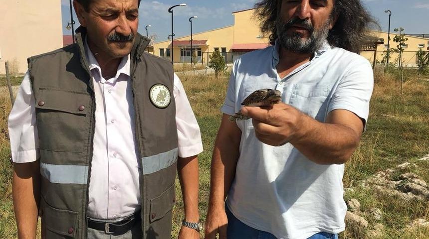 Tedavisi tamamlamam Boyun&ccedil;eviren kuş yaşam alanına bırakıldı