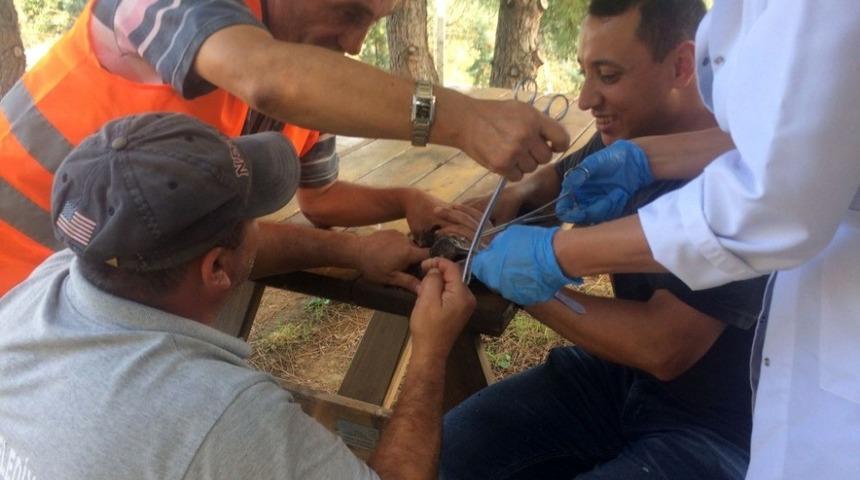 Yaralı balık&ccedil;ıl hayata d&ouml;nd&uuml;r&uuml;ld&uuml;