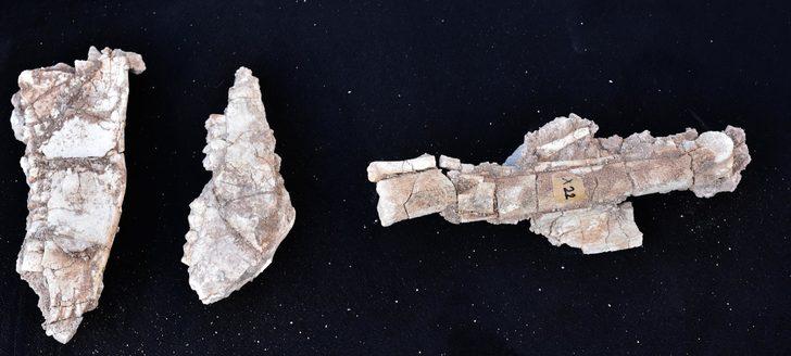 Kayseri'den 10 milyon yıllık fil fosili çıktı! G3