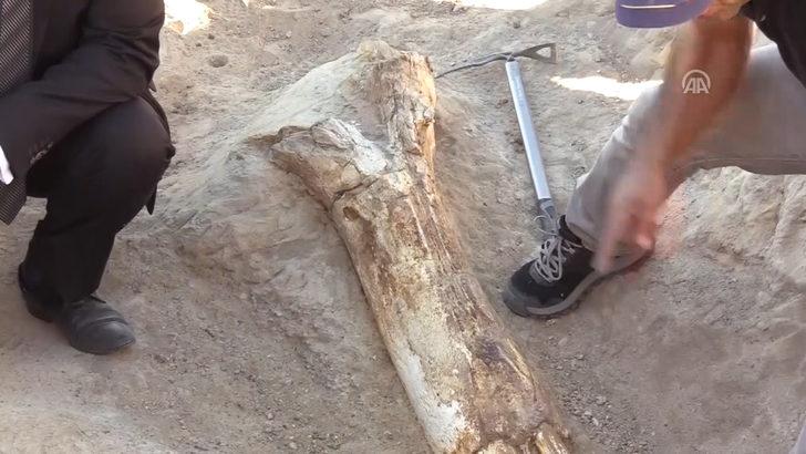 Kayseri'den 10 milyon yıllık fil fosili çıktı! G5