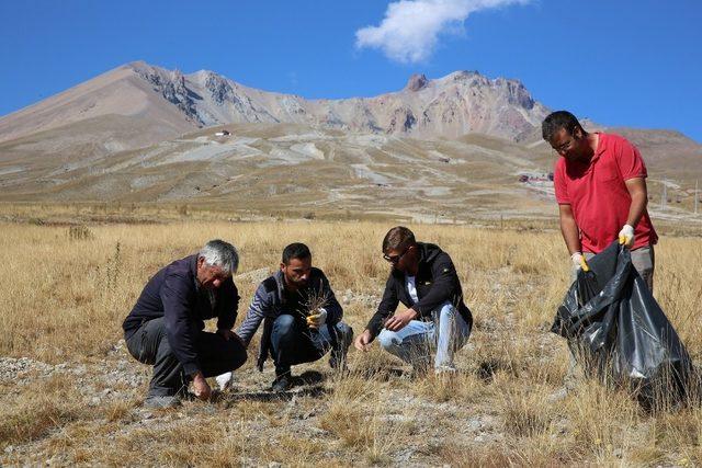 Erciyes’ten toplanan tohumlar Erciyes’e dikiliyor