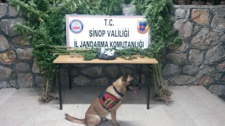 Sinop&rsquo;ta esrar operasyonu