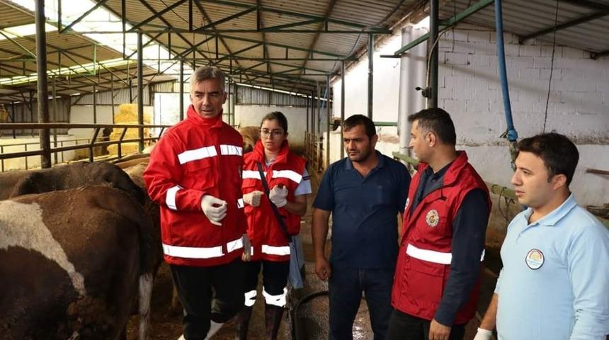 B&uuml;y&uuml;kbaş hayvanlar hastalıklara karşı aşılanıyor