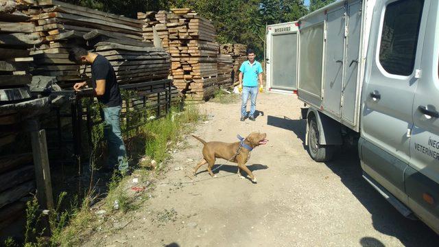 Başıboş dolaşan tasmalı pitbull korkuttu