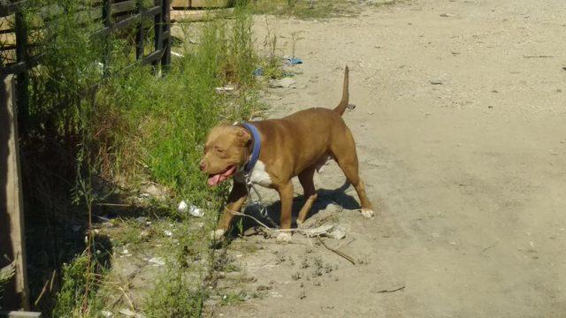 Başıboş dolaşan tasmalı pitbull korkuttu