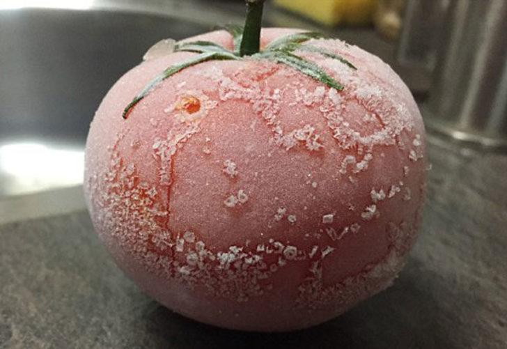 Domates buzluktan çıkınca bakın ne hale geldi! G1